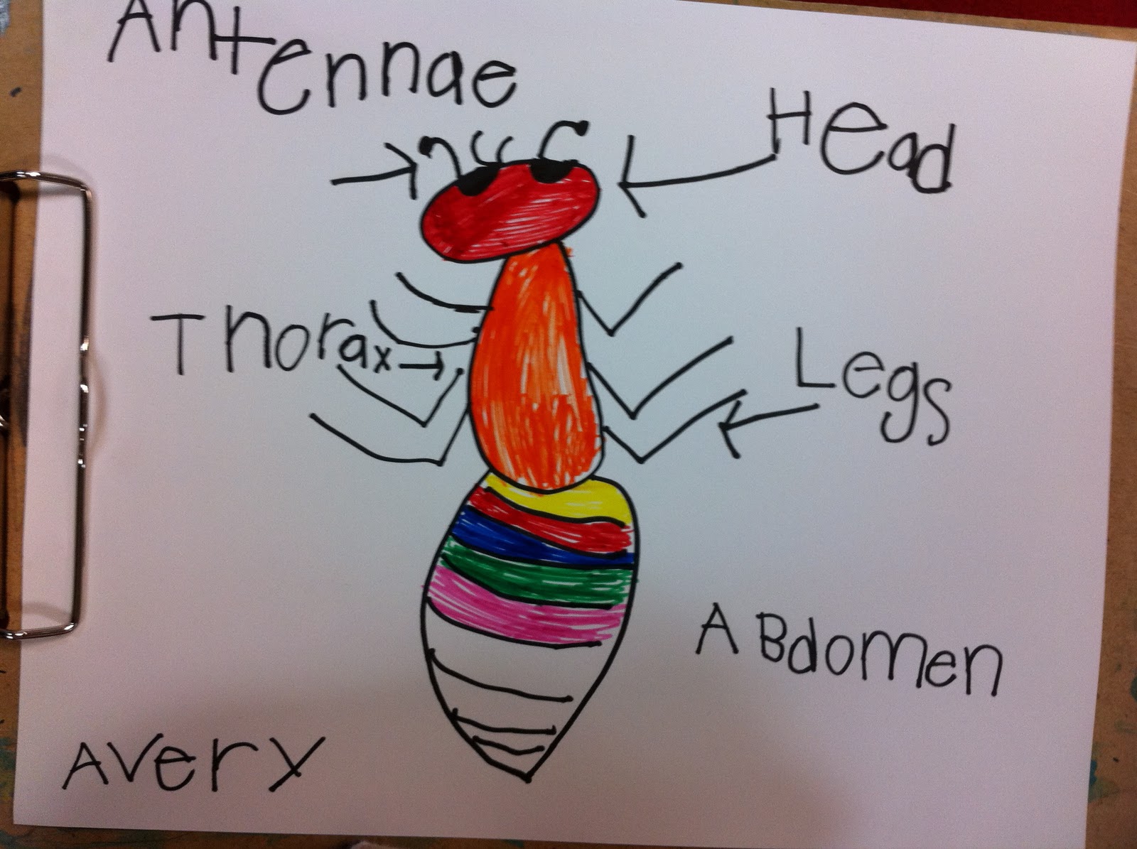 Drawing and Labeling an Insect - Fairy Dust Teaching