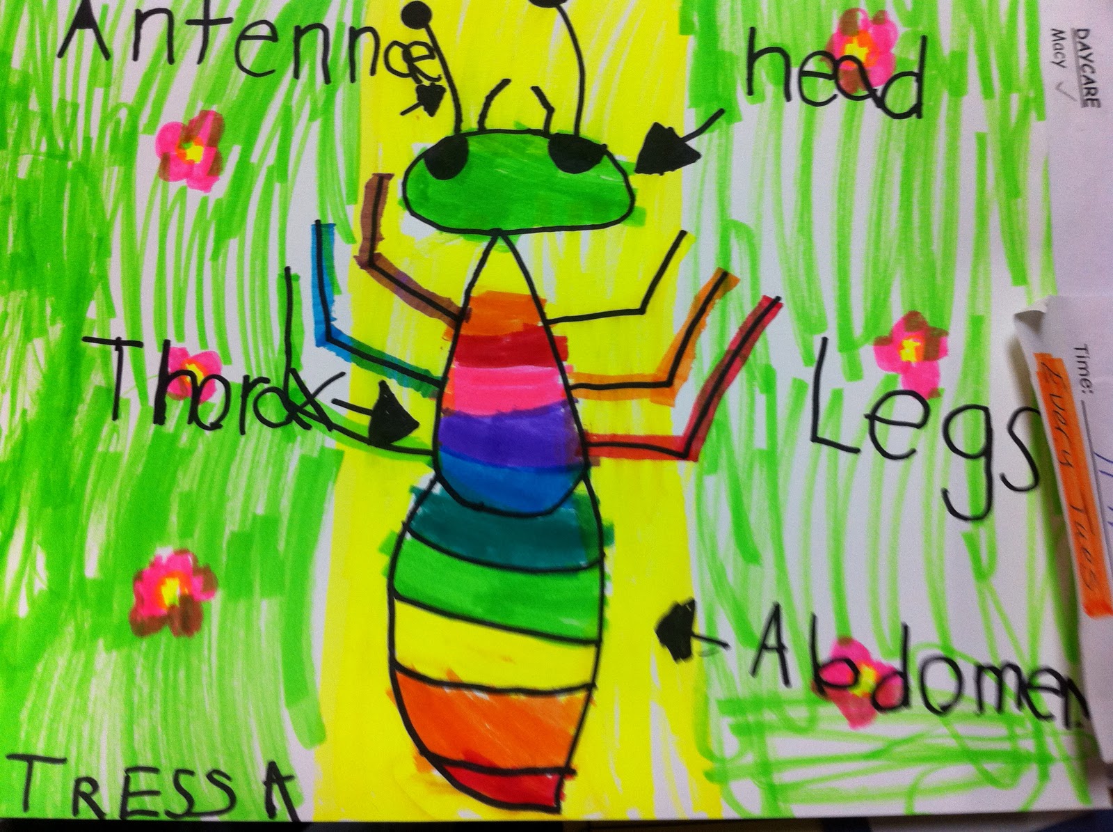 Drawing and Labeling an Insect Fairy Dust Teaching