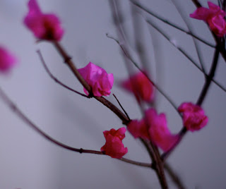Chinese Blossom Tree Chinese New Year