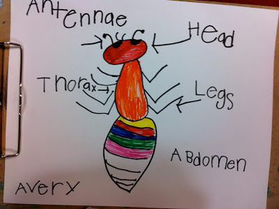 Drawing and Labeling an Insect