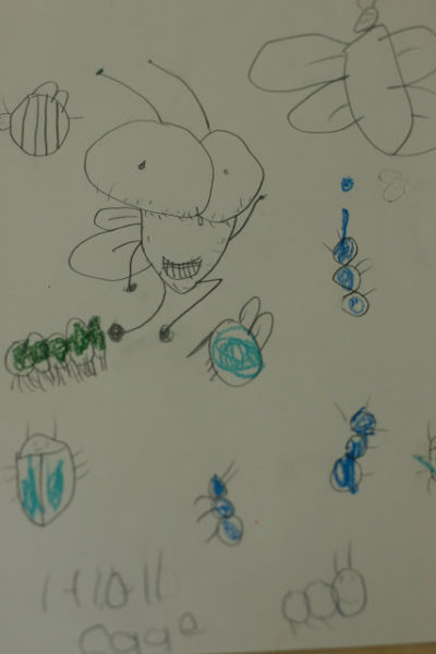 drawing-insects-2