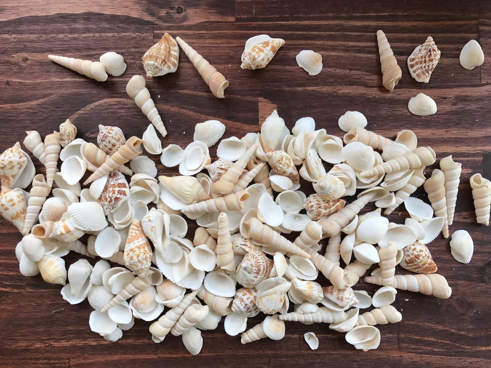 seashells for nature based loose parts for the Reggio inspired classroom
